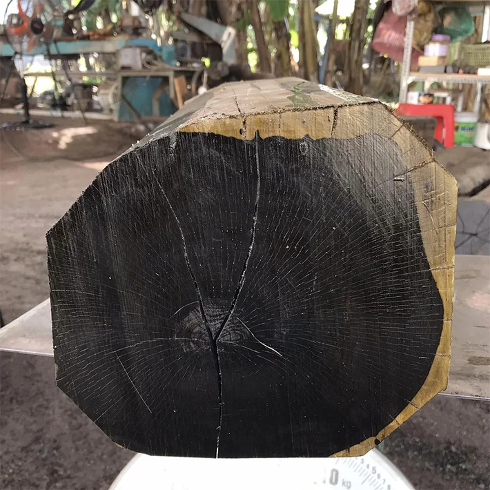 Gỗ mun cứng như đá, khó bị nứt gãy hay mài mòn. Đây là một trong số ít loại gỗ có khả năng tự nhiên chống lại sự tấn công của mối mọt và côn trùng. (Ảnh:Gỗ Đông Á)