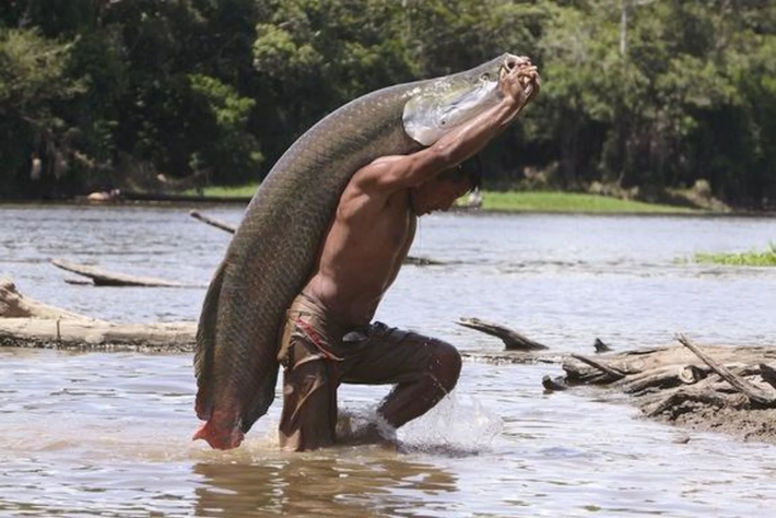 Cá Arapaima được liệt kê trong Sách Đỏ thế giới do tính quý hiếm và giá trị kinh tế cao. (Ảnh:NBC News)