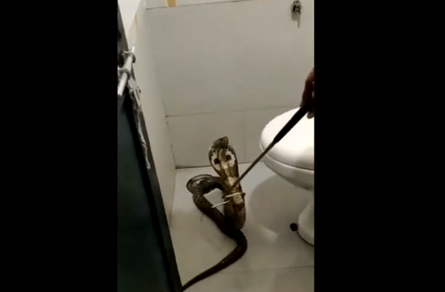 Cô đã kịp thời rời khỏi nhà tắm, khóa cửa lại và cầu cứu sự giúp đỡ.