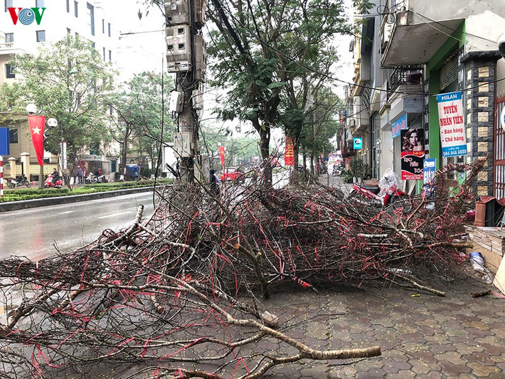 Đào rừng trở thành rác chất đống trên hè phố Lạc Long Quân.