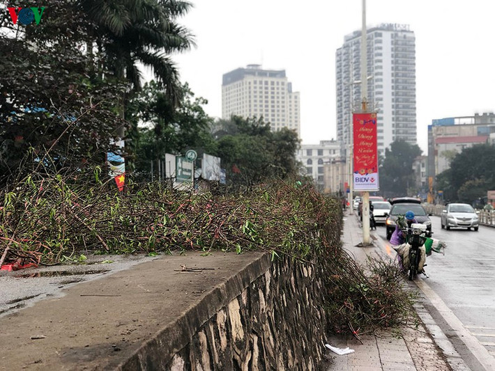 Dọc tuyến phố Nghi Tàm, Âu Cơ (quận Tây Hồ) người bán đào bỏ lại những cành đào rừng trên đê.