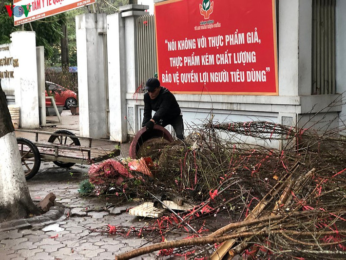 Một người bán đào đang vứt bỏ đào rừng trên vỉa hè đường Lạc Long Quân.