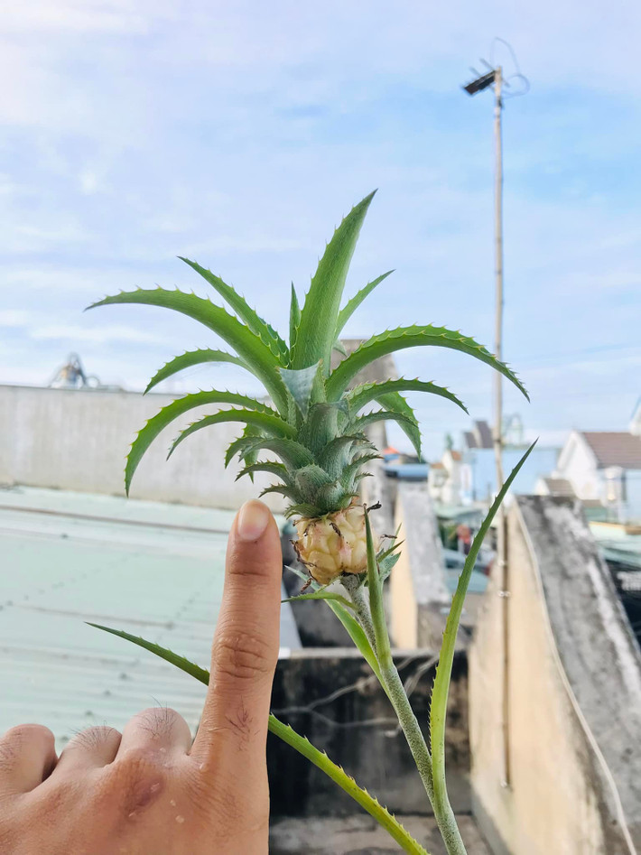 Dưới phần bình luận, rất nhiều cư dân mạng tỏ ra ngạc nhiên xen lẫn thích thú vì lần đầu được nhìn thấy trái dứa chín có kích thước tí hon này.
