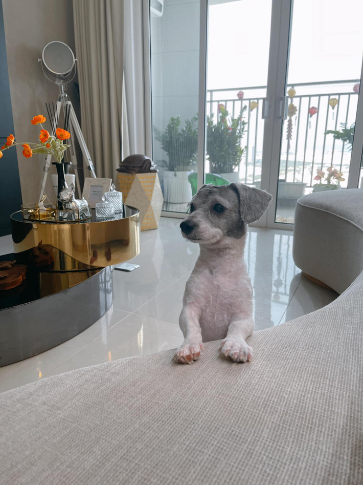 Nuôi chó mèo trong chung cư luôn là vấn đề nan giải đối với những ai yêu thú cưng và muốn nuôi chúng tại các căn hộ. Tuy vậy, để được nuôi một cách hợp lý, không làm phiền đến người khác thì người chủ cần lưu ý nhiều vấn đề.