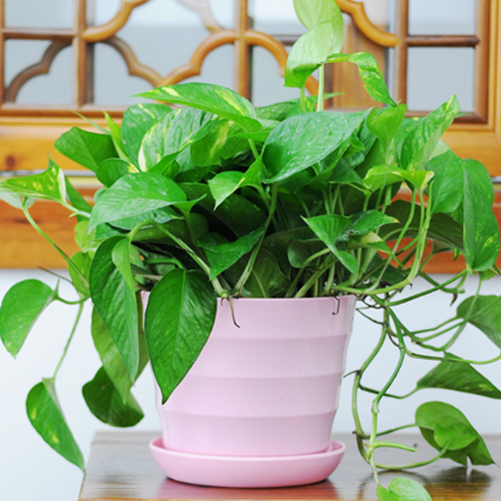 Cây trầu bà: Thân leo, lá tròn xanh mướt, khả năng thích nghi cao, có thể vừa sống được trong môi trường đất vừa sống được trong môi trường nước. Mùa Đông trồng cây này trong nhà có thể giúp làm sạch không khí phòng và làm không gian thêm sức sống. Ảnh: Sohu.
