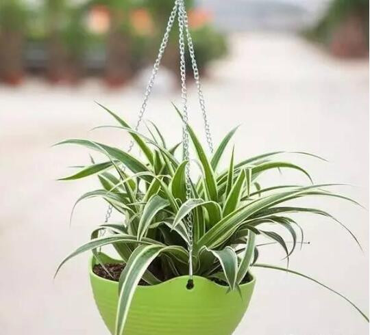 Lan điếu hay còn gọi là cây dây nhện: Cây có sức sống mãnh liệt, xanh tốt quanh năm, có thể sống xanh tốt trong nhà. Cây không chỉ làm đẹp mà còn giúp làm sạch các phân tử formaldehyde, benzene có trong không khí. Ảnh: Sohu.
