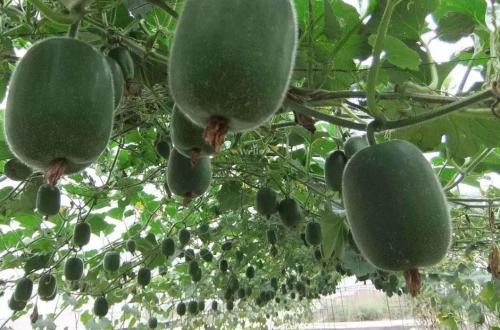 Ngoài ra, dùng dùng nước rau bí xanh rửa mặt tắm cũng giúp nhuận da, trừ nám. Ảnh: jfdaily.