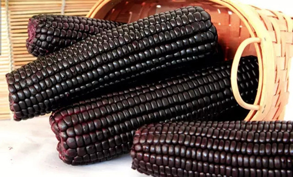 Ngô cũng rất giàu beta-carotenoid và folate, hai chất quan trọng giúp làm chậm quá trình suy thoái điểm vàng liên quan đến tuổi tác. Beta-carotenoid trong bắp ngô sẽ chuyển thành vitamin A với tỷ lệ cao hơn so với những loại rau củ khác. Ảnh: zgpzh.