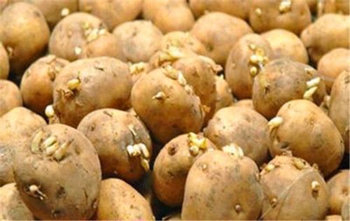 Cần bảo quản khoai ở nơi nhiệt độ thấp, tránh ánh sáng mặt trời chiếu trực tiếp vào. Khi nấu khoai tây nên cho một chút giấm để phá vỡ độc tố có trong khoai. Ảnh: ayli.
