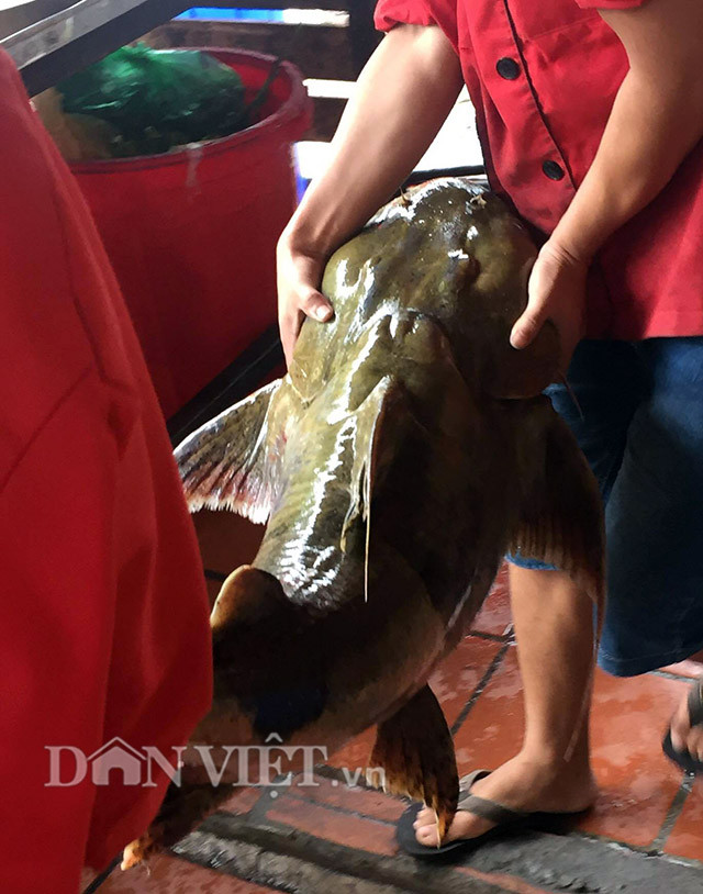 Theo anh Long, giá mỗi kg cá chiên bán tại nhà hàng tùy thuộc vào từng loại cá có trọng lượng lớn hay nhỏ. Cá lớn sẽ có giá bán cao hơn. Con cá chiên anh đưa từ sông Đà về có giá lên tới hàng chục triệu đồng.