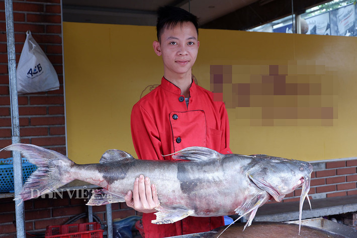Đồng thời, anh cũng đã phải bỏ ra một số tiền lên đến hàng chục triệu đồng mới có thể sở hữu được chú cá chiên này. Đó là chưa kể kinh phí đầu tư các thiết bị nuôi sống cá trên quãng đường từ Hòa Bình về đến Thủ đô.