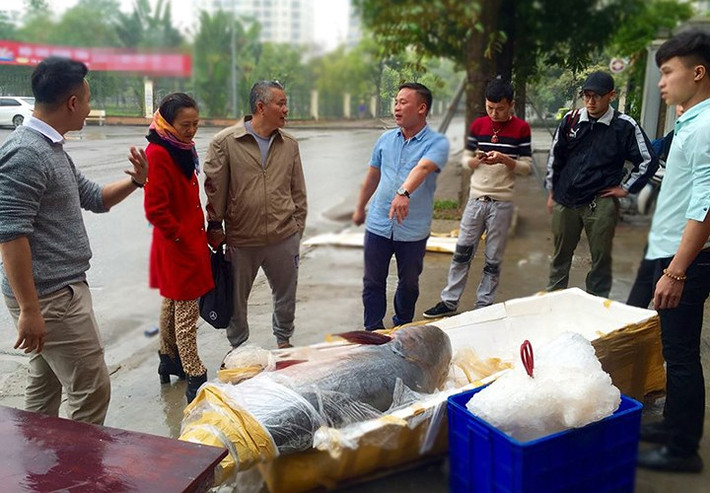 Lý do anh Long quyết định mua con cá tra dầu khủng này vì đó là loại thực phẩm rất hiếm.