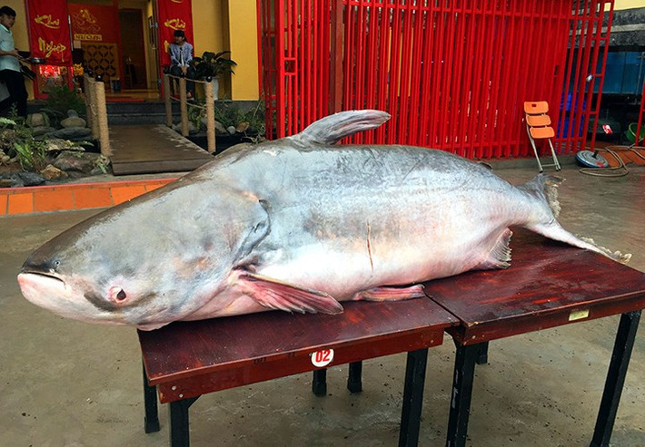 Toàn cảnh "quái ngư" dài 2,3 mét, nặng hơn 160 kg.