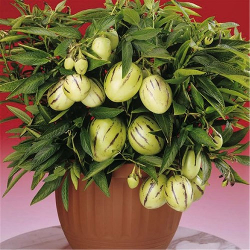 Thời gian gần đây, dưa pepino cũng được nhiều bà nội trợ ưa trồng. (Ảnh: Báo Dân Việt)