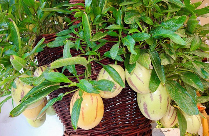 Cây không cần phải thụ phấn để tạo quả, mặc dù thụ phấn sẽ mang lại năng suất cao hơn. (Ảnh: Báo Dân Việt)