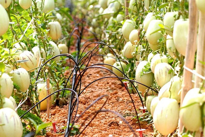 Nếu trồng đúng kỹ thuật, dưa pepino kháng bệnh rất tốt nhưng người trồng phải chú ý đến việc cắt tỉa cành non. (Ảnh: Zing)