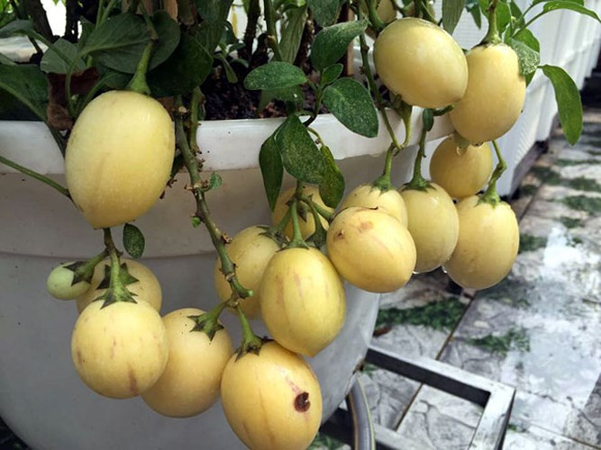 Nhờ đặc tính này dưa pepino cũng có thể được trồng ở bất cứ nơi nào trong nhà. (Ảnh: Báo Dân Việt)./.