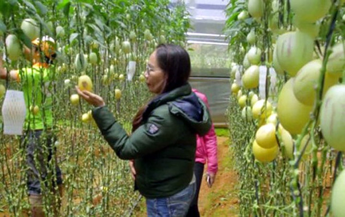 Đây là giống dưa có nguồn gốc từ Nam Mỹ, lai giữa dưa hấu với lê. (Ảnh: VNE)