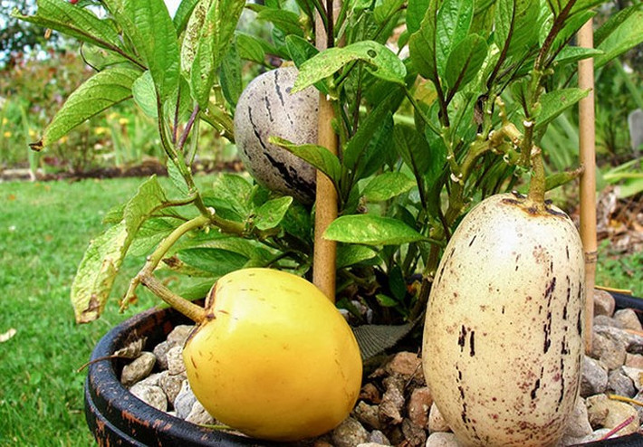 Dưa pepino trưởng thành có thể cao tới 2 mét, nếu chăm sóc tốt, sản lượng thu hoạch có thể gấp 2 đến 3 lần so với trồng tự nhiên. (Ảnh: Báo Dân Việt)