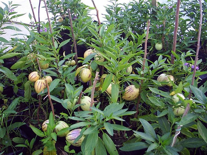 Dưa pepino ít được xuất khẩu vì quả của nó rất nhanh hỏng và khó bảo quản. (Ảnh: Báo Dân Việt)