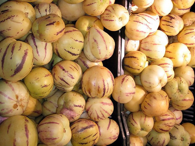 Mỗi cây dưa pepino có thể cho từ 80 - 120 quả/vụ và cho thu hoạch liên tục trong 2 - 3 năm. Với giá bán 50.000 đồng/kg, người trồng dưa diện tích lớn sẽ có doanh thu không dưới 90 triệu đồng/tháng. (Ảnh: Báo Dân Việt)