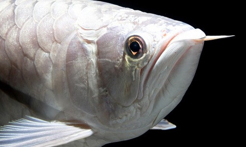 Cá rồng bạch kim Platinum Arowana là loại cá cảnh siêu đắt, lên tới 400.000 USD. (Ảnh: insidermonkey)