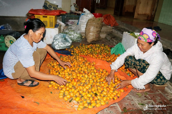 Các xóm 6, 7, 8 là những xóm có nhiều hộ dân trồng hồng (mỗi xóm trên dưới 100 hộ dân), hộ trồng nhiều nhất trên 2 ha. Ông Nguyễn Hữu Nam (53 tuổi) ở xóm 7 cho biết, gia đình ông trồng 100 gốc hồng, mỗi năm cho thu nhập khoảng 70 - 75 triệu đồng. Mùa hồng, người dân chọn ngày nắng ráo để thu hoạch. Hồng sau khi hái được cho vào bì để vận chuyển xuống núi. Năm nay, giá hồng bán sỉ cho các lái buôn có giảm so với năm trước; hiện hồng cậy 10.000 - 11.000 đồng/kg, hồng trứng 16.000 -17.000 đồng/kg. Ảnh: Huy Thư