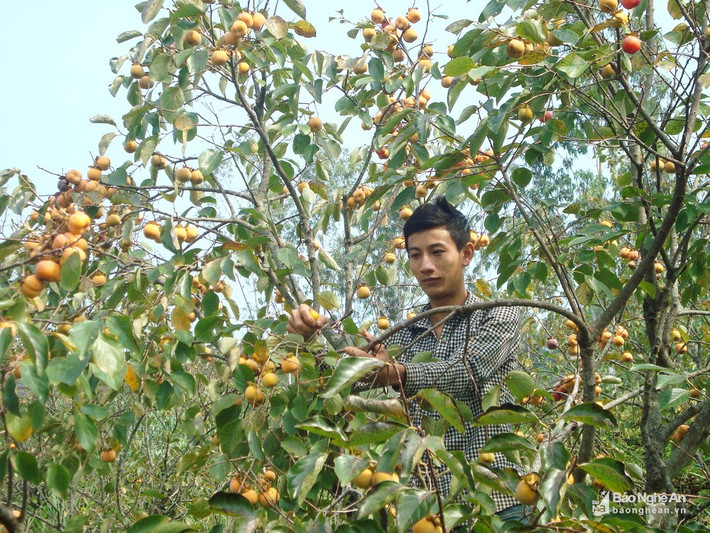 Đầu mùa hái quả lựa chọn, cuối mùa thu hoạch đại trà. Bà Hồ Thị Minh ở xóm 8 cho biết: “Nhà tôi làm 0,5 ha, mỗi năm cũng thu hoạch 2 - 3 tấn hồng, bán được vài chục triệu đồng; bên cạnh đó còn có thu nhập từ các loại rau quả, gia vị trồng xen nữa”. Ảnh: Huy Thư
