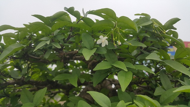 Theo anh Thịnh một chủ vườn cây ở Tp Nha Trang ( Khánh Hòa) cho biết, cây mai chiếu thủy có ý nghĩa là mang tài lộc về cho gia chủ nên được nhiều người săn lùng về chơi, đặc biệt những chậu cây lâu năm. Chính vì thế những cây mai chiếu thủy có tuổi đời càng lâu thì càng có giá trị càng cao.