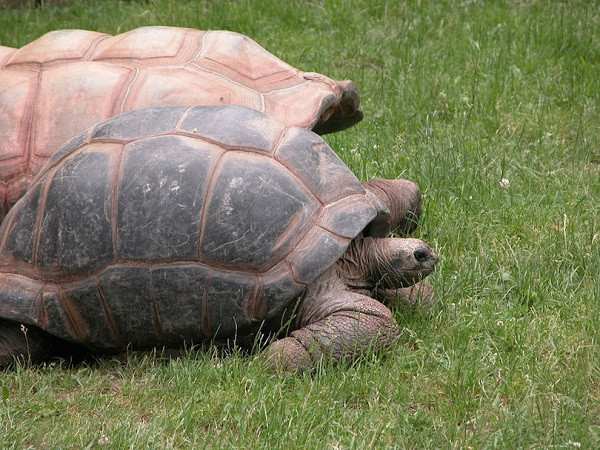 3. Aldabra Aldabra, là một trong những quần đảo Outer của Seychelles dài hơn 1.100 km từ Mahé, hòn đảo lớn nhất của quần đảo Seychelles và gần với bờ biển của châu Phi. Đây là đảo san hô lớn thứ hai trên thế giới sau Kiritimati. Do những khó khăn về tiếp cận và sự cô lập của đảo san hô, Aldabra hầu như không bị ảnh hưởng bởi con người nên nơi đây vẫn giữ được khoảng 152.000 con rùa khổng lồ.
