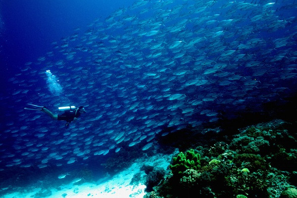 8. Tubbataha Reef Tubbataha Reef là một trong những điểm đến lặn biển tốt nhất ở Philippines. Rạn san hô được tạo thành từ hai đảo san hô, đảo Bắc và Đảo san hô phía Nam, cách nhau bởi một kênh rộng khoảng 8km. Nó không chỉ là một nơi lý tưởng để lặn biển mà còn là môi trường sống tuyệt vời cho nhiều quần thể cá. Nơi này không có cư dân vĩnh viễn và rạn san hô chỉ được ngư dân và thợ lặn viếng thăm.