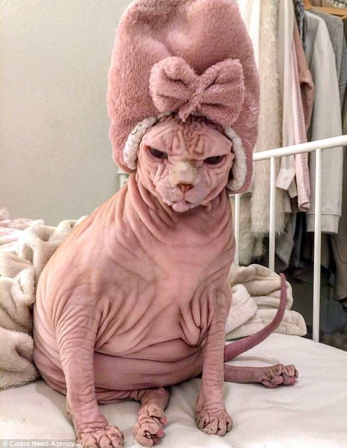 Xherdan thuộc giống mèo Sphinx hay còn gọi là mèo không lông Sphinx. Cái tên Sphynx được đặt theo tượng nhân sư (Sphinx) ở Ai Cập, vì loài mèo này có ngoại hình khá giống nhân sư trong truyền thuyết. Đây là một giống mèo được phát triển vào thập niên 1960 với đặc điểm cơ thân thể trần trụi, không có sợi lông nào, và là giống mèo đột biến tự nhiên, không qua cấy ghép. Sphinx được coi là giống mèo xấu nhất thế giới nhưng lại có giá rất đắt, có thể lên đến 3.000 USD/con.