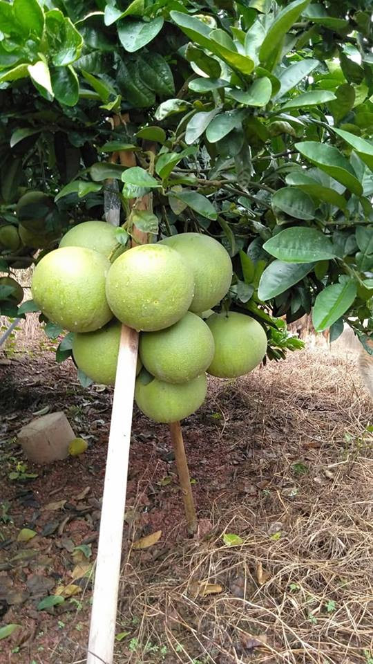 Chùm bưởi này treo tới 9 quả. Gia chủ phải dùng 2 chồng để giữ quả.