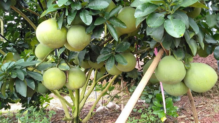 Bưởi đỏ rất sai quả, ở Hòa Bình có những cây bưởi đã đạt trọng kỷ lục với 1000 quả bưởi.