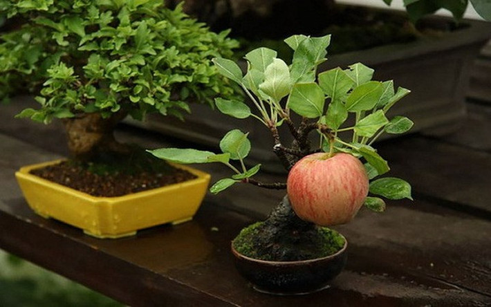 Một trái táo "full size" trên cây bonsai để khiến chậu cây này trở nên vô cùng ấn tượng. (Ảnh: Gia đình & xã hội)