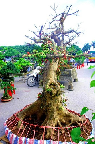 Sung thường được làm cây cảnh, tạo thành rất nhiều thế bonsai đẹp. (Ảnh: Dân Việt)