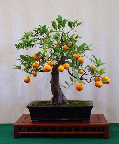 Quất là loại cây dễ uốn, tỉa để làm bonsai. Những chậu bonsai xanh tốt, quả vàng đều, sai quả tượng trưng cho một năm mới ăn nên làm ra, dồi dào sức sống. (Ảnh: Gia đình & xã hội)