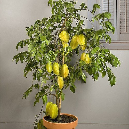 Khế là loại cây sai quả, dễ uốn nên chẳng những đẹp mắt mà những chậu bonsai khế trĩu quả thường mang lại cảm giác đủ đầy, đẹp mắt trong ngày đầu năm. (Ảnh: Gia đình & xã hội)