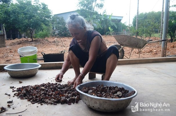 Người dân bản xứ thường gọi mộc nhĩ là nấm tai mèo. Mặt ngoài tai nấm màu nâu nhạt, có lông mịn, mặt trong nhẵn màu nâu sẫm. Ảnh: Xuân Thủy