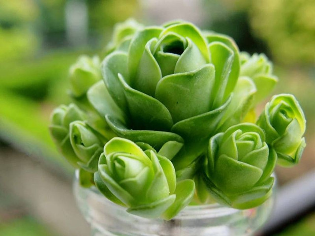 Chị Anh Vũ – một người kinh doanh sen đá – cho biết: “ Sen đá hồng xanh Aeonium có đặc thù về sinh trưởng khá khác so với các loại sen đá khác, nhiệt độ sinh trưởng và phát triển là 20-25 độ C vì thế nên khá kén khách chơi”.