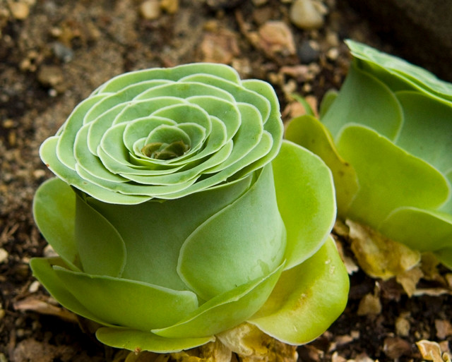 Chị Anh cũng cho biết, giá của sen đá hồng xanh Aeonium thì tuỳ thuộc vào xuất xứ của cây. Nếu cây được nhập từ Trung Quốc thì có giá bán từ 20.000-150.000 đồng. Cây nhập khẩu từ các nước khác thì tuỳ thuộc độ quý hiếm, số tuổi, hình dáng độc đáo cùng với thời gian vận chuyển mà giá khá cao, từ 150.000 đồng trở lên.