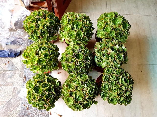 Sen đá hoa hồng xanh cần đủ ánh sáng để duy trì màu sắc và hình dáng của chúng. Vì vậy, bạn nên đặt chậu cây ở hướng nam kế cửa sổ để nhận đủ nắng cả ngày. Nếu để nơi ít nắng thì cứ cách khoảng 2 ngày bạn nên đem cây ra ngoài trời một lần, mỗi lần 4-5 tiếng để tránh tình trạng cây bị mềm ra và tàn úa.