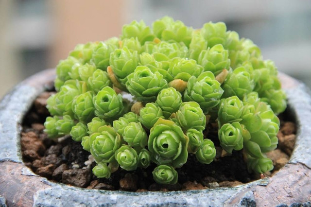 Chị Thùy Dung (Hà Nội) là một người yêu thích các loại cây cảnh chia sẻ: “Sen đá có nhiều loại nhưng sen đá hồng xanh có hình dáng đẹp, lạ mắt nên tôi đã đặt mua từ Đà Nẵng chuyển ra. Cũng tương tự các cây cùng loại họ sen đá khác, loài sen đá đặc biệt này không tốn nhiều thời gian và công chăm sóc.”
