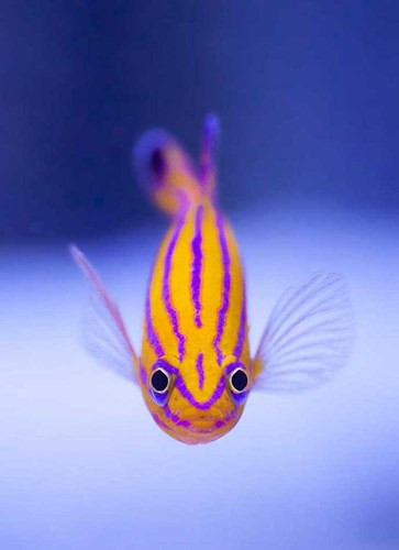 Cá Golden Basslet – 8.000 USD (Ảnh: KT)