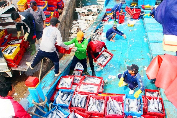 Trong khi đó, ngư dân Trần Văn Huệ (49 tuổi, huyện Hoài Nhơn), thuyền viên trên tàu BĐ 97777 TS cho biết: “Tàu chúng tôi trở về trúng gần 33 tấn cá, bán ra được 1,3 tỷ. Đi trong 20 ngày mà trúng như vậy là đậm lắm rồi. Những ngày đầu vừa ra được mấy ngày, chúng tôi vây bắt được nhiều mẻ cá lên đến 10 tấn. Hiện ngoài biển đang động, nên việc đánh bắt của chúng tôi cũng gặp nhiều nguy hiểm”.