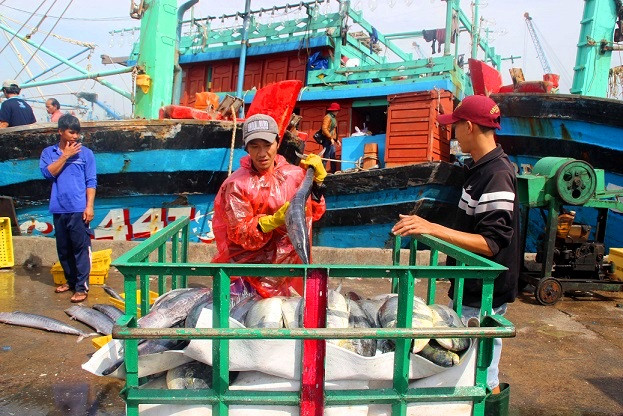 “Sau rằm tháng 11 Âm lịch là cuối vụ đánh bắt cá ngừ trong năm, các tàu cá thường nghỉ cho hết sau tết Nguyên đán mới đi đánh bắt trở lại. Tuy nhiên, năm nay cuối vụ vẫn trúng nên ngư dân quyết định kéo dài mùa đánh bắt, nhiều tàu cá vào bờ bán cá xong liền thu mua lương thực, thực phẩm… để quay lại ngư trường tiếp tục đánh bắt. Tàu của tôi cũng sẽ ra khơi trở lại vào ngày 5.1”, ông Tuấn cho hay.