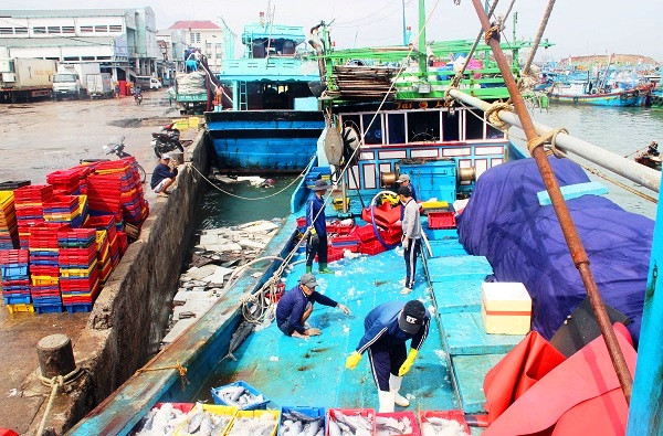 Ngày 2.1, nhiều tàu thuyền đã cập Cảng cá Quy Nhơn (Bình Định) để bán cá ngừ bò, cá ngừ sọc dưa trong chuyến biển đầu năm.