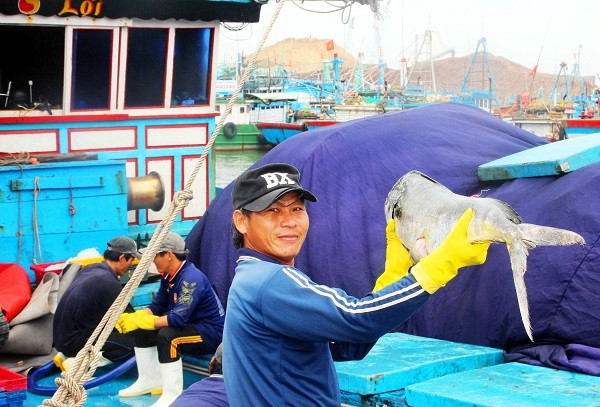 Tàu BĐ 96953 TS của ngư dân Võ Văn Tuấn (47 tuổi, xã Hoài Hương, huyện Hoài Nhơn) sau 8 ngày đánh bắt được 12 tấn cá ngừ sọc dưa và cá bò gù (cá ngừ đại dương), bán trên 300 triệu.