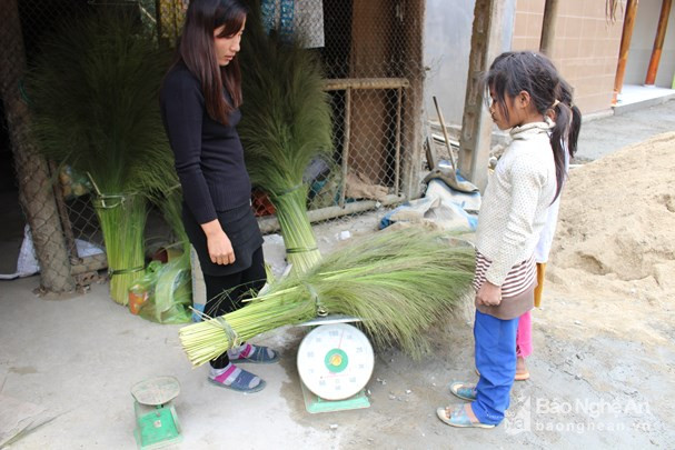 Chị Lâm ở bản Huồi Cụt, xã Yên Na (Tương Dương) người chuyên thu mua đót cho biết, năm nay đót ít hơn so với mọi năm nên việc lấy đót cũng khó khăn hơn, mỗi cháu bẻ được khoảng 3-5kg/ngày. Ảnh: Đình Tuân