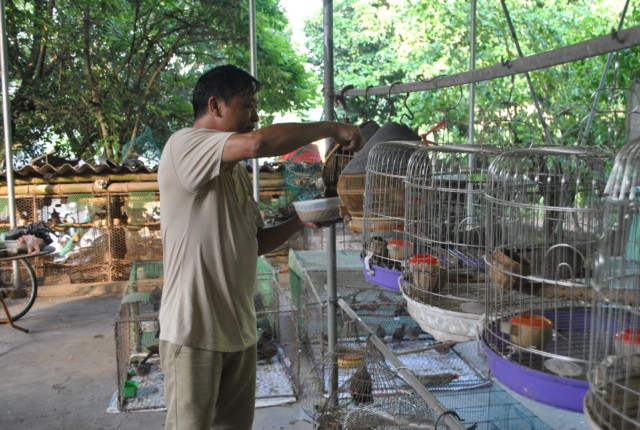 Theo ông Lĩnh, người nuôi chim cảnh cần phải có đam mê và thực sự yêu thích chúng. Không chỉ mang lại nguồn thu nhập ổn định hơn 200 triệu đồng/năm. Nghề nuôi chim cu gáy đã góp phần giữ lại những âm thanh trong trẻo và thanh bình hiếm hoi của làng quê...